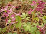 Corydalis caucasica