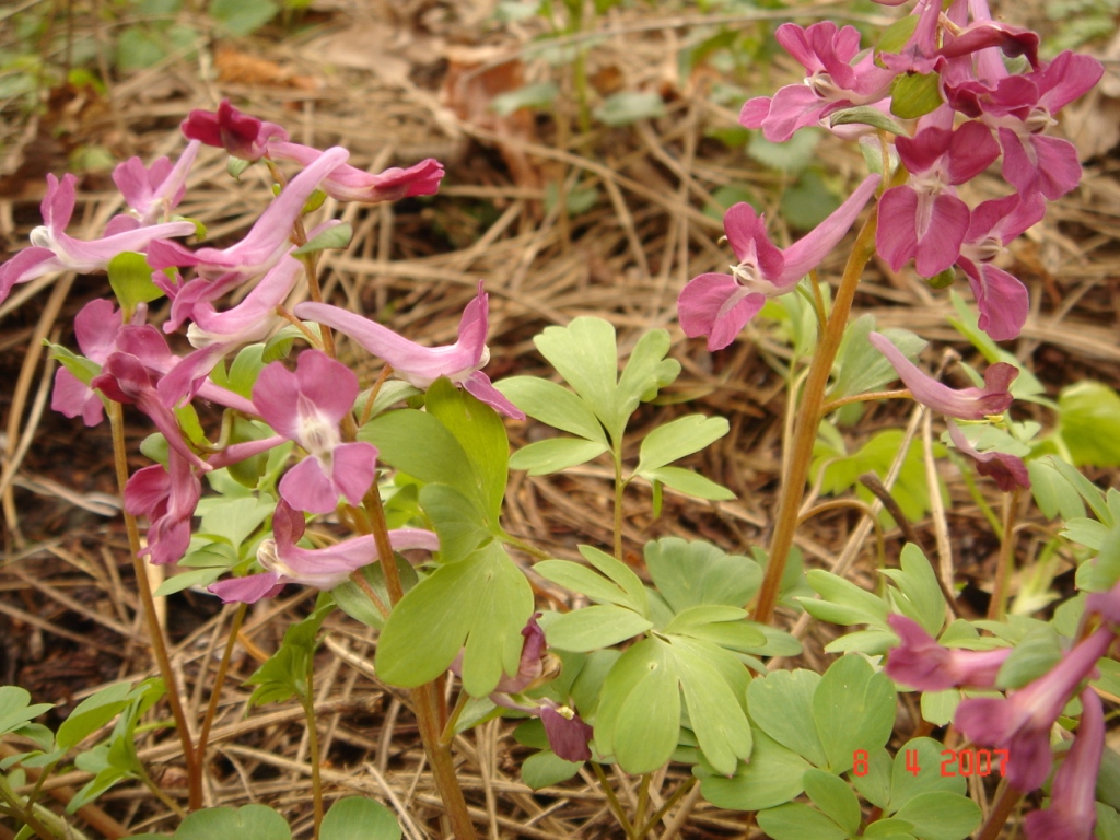 Изображение особи Corydalis caucasica.