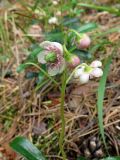 Chimaphila umbellata