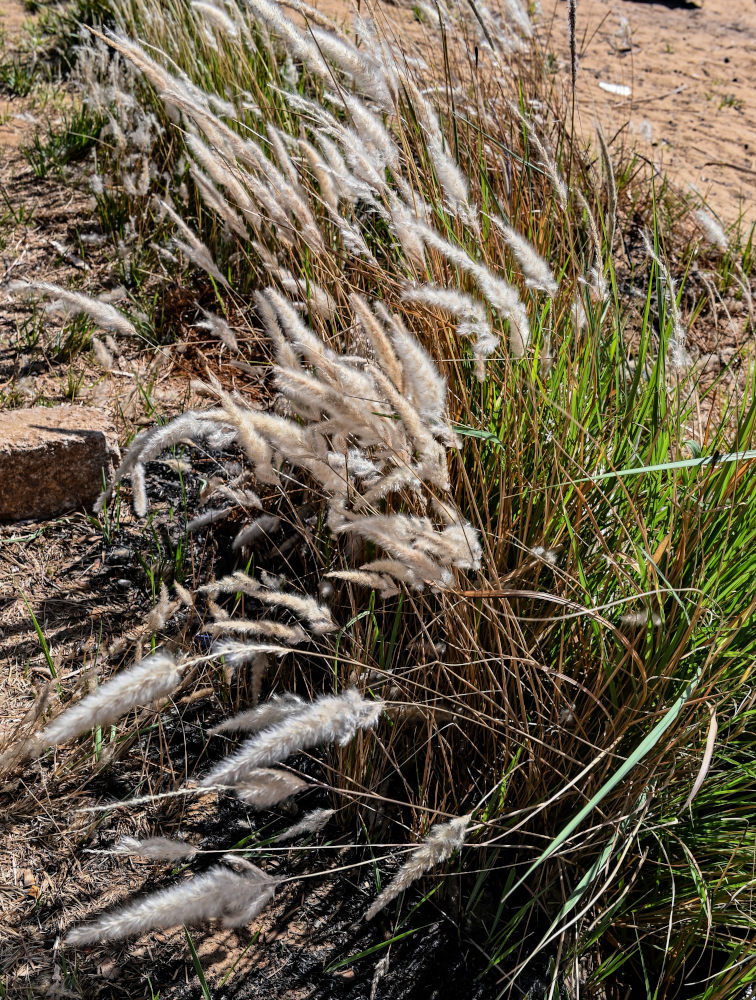 Image of Imperata cylindrica specimen.