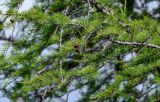 Larix sibirica