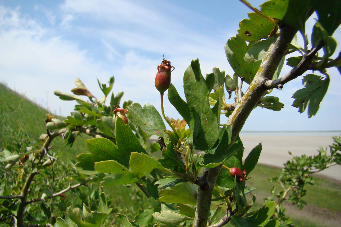 Image of Crataegus monogyna specimen.
