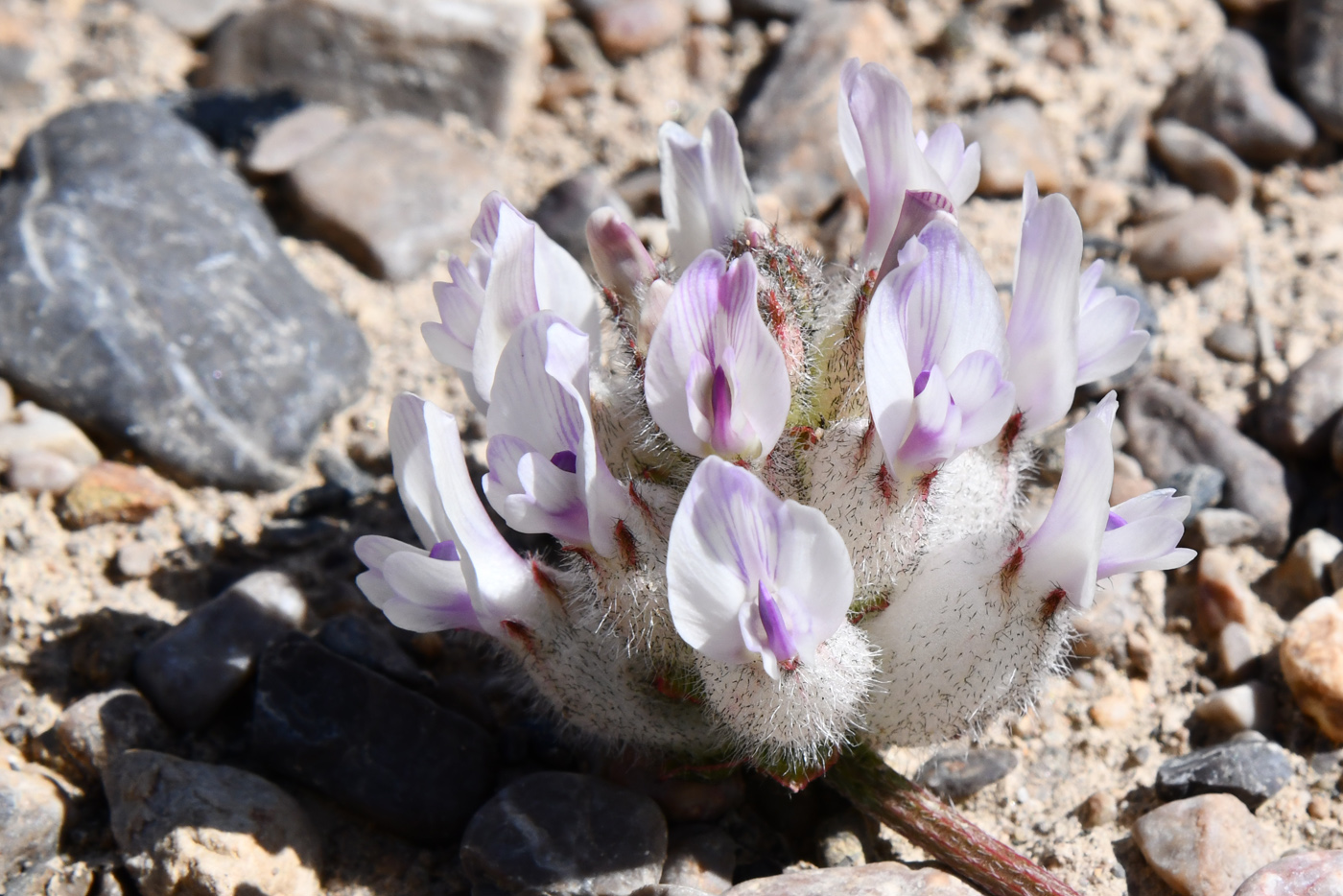 Изображение особи Astragalus nivalis.