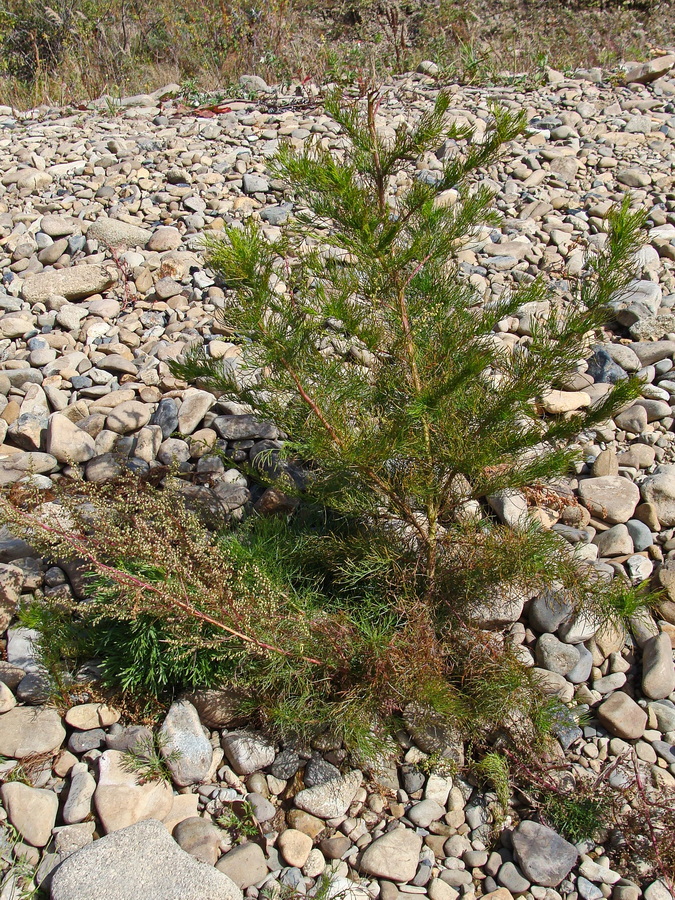 Image of Artemisia scoparia specimen.