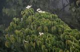Cynoxylon capitatum