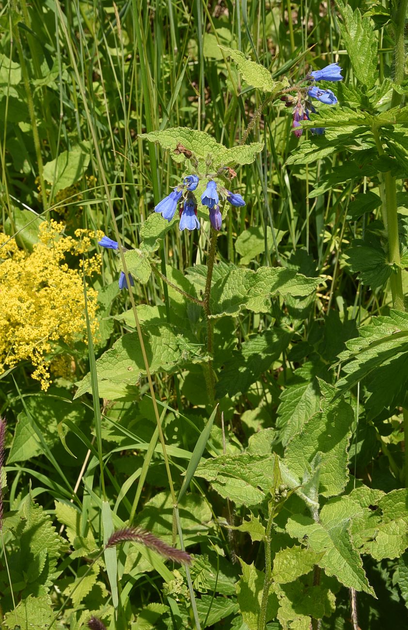 Изображение особи Symphytum asperum.