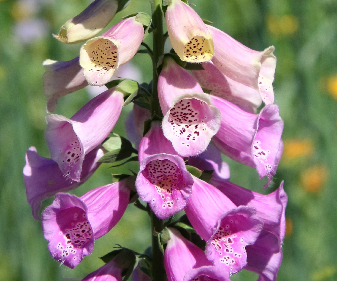 Image of Digitalis purpurea specimen.