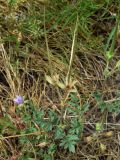 Erodium ciconium