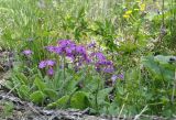 Primula patens