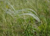 род Stipa