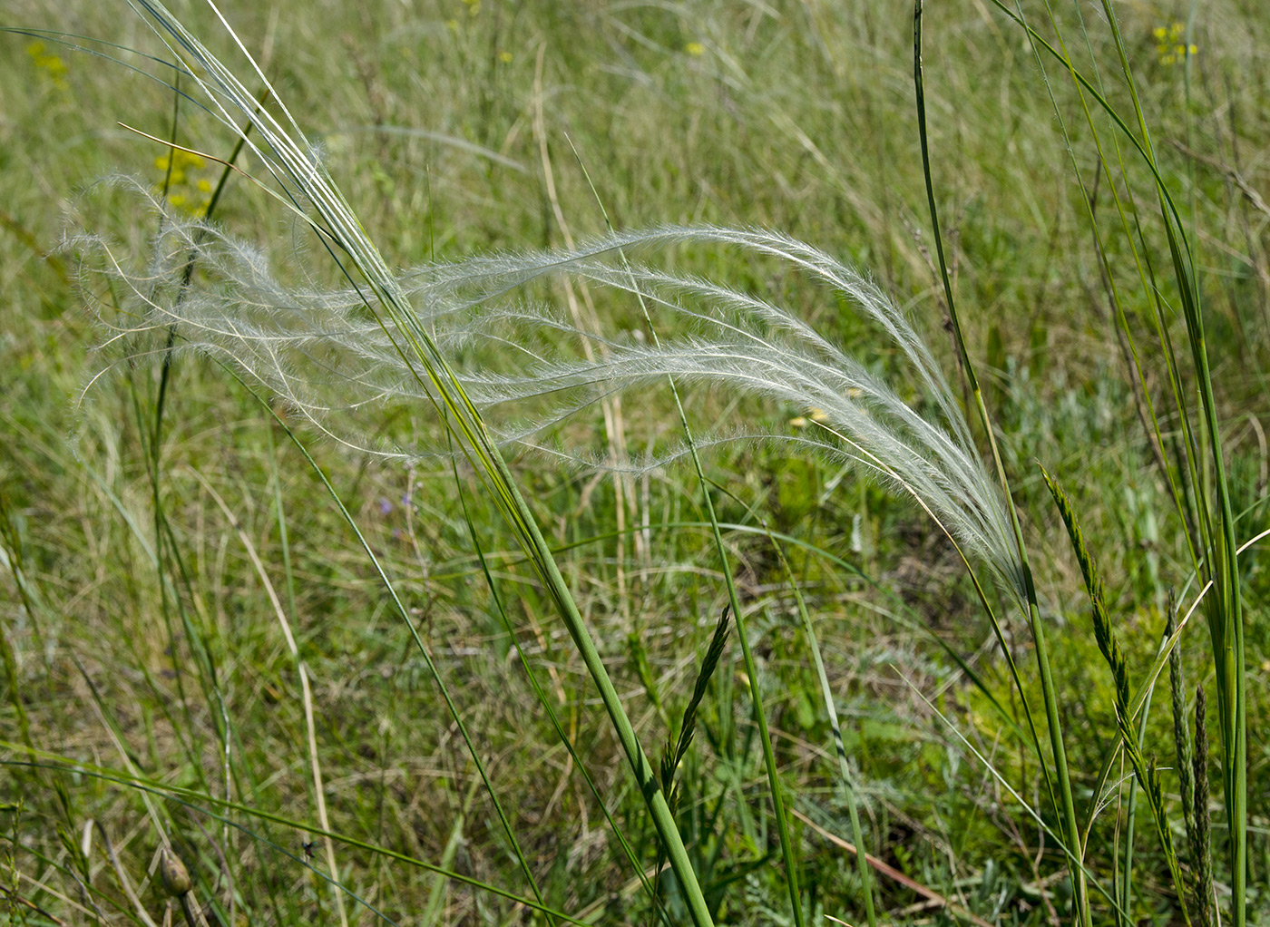 Изображение особи род Stipa.