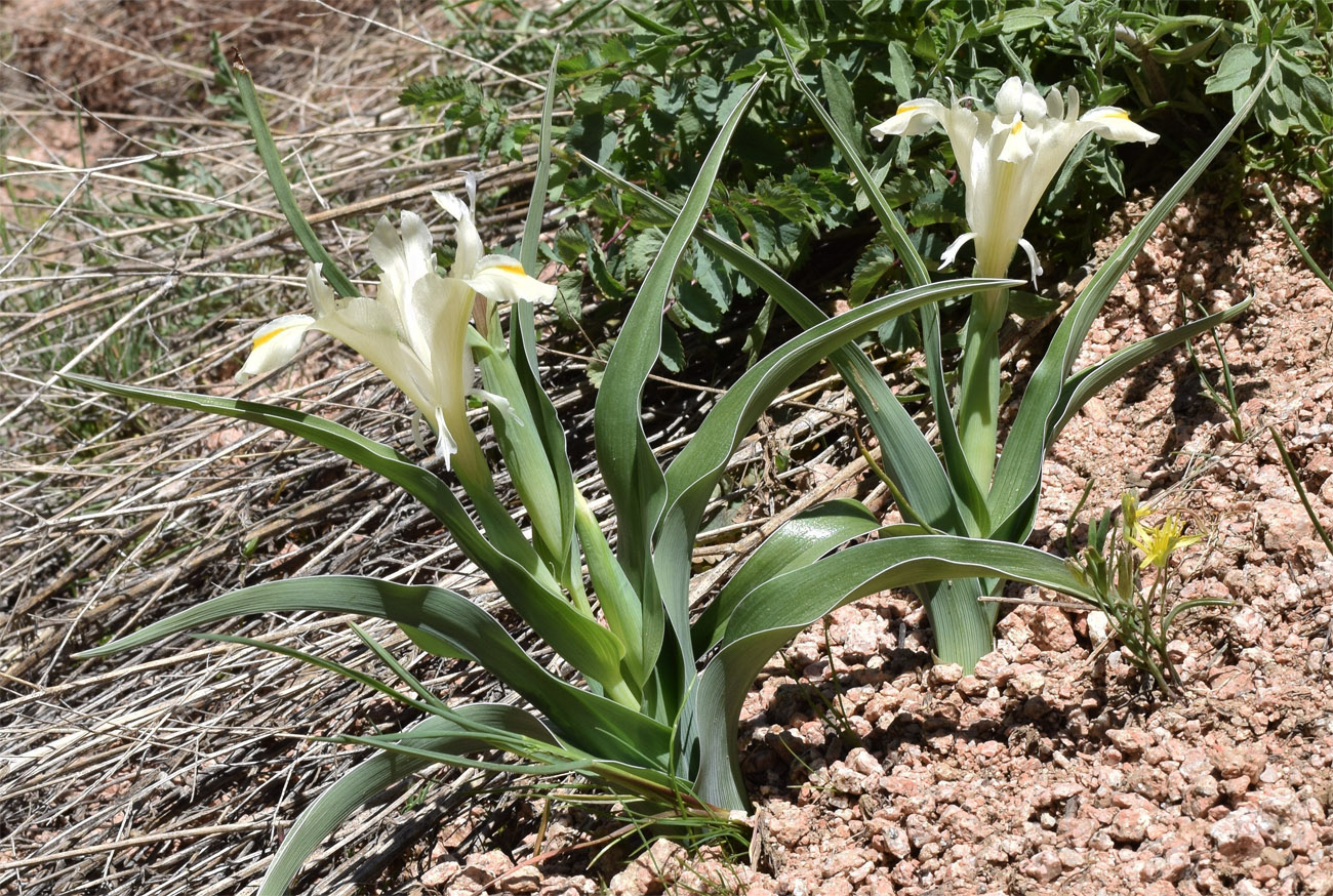 Image of Juno pseudocapnoides specimen.