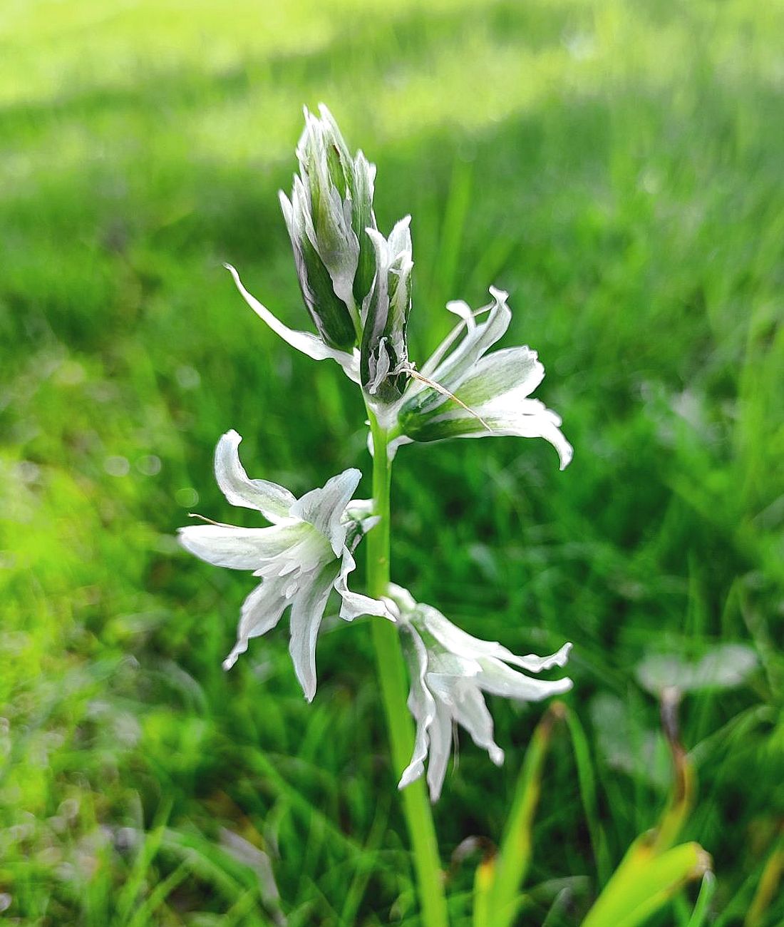 Изображение особи Ornithogalum boucheanum.