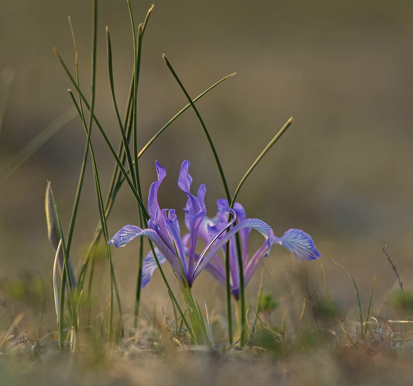 Image of Iris tenuifolia specimen.