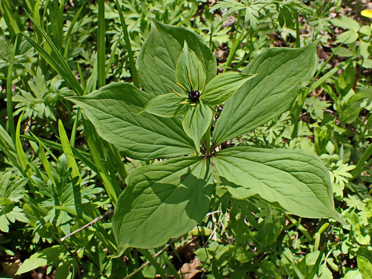 Image of Paris verticillata specimen.