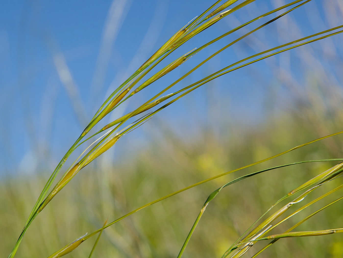 Изображение особи род Stipa.