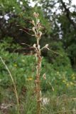 Himantoglossum caprinum. Верхушка соцветия. Крым, Симферопольский р-н, окр. с. Живописное, дол. р. Чуюнча, среди кустарников. 22 июня 2025 г.