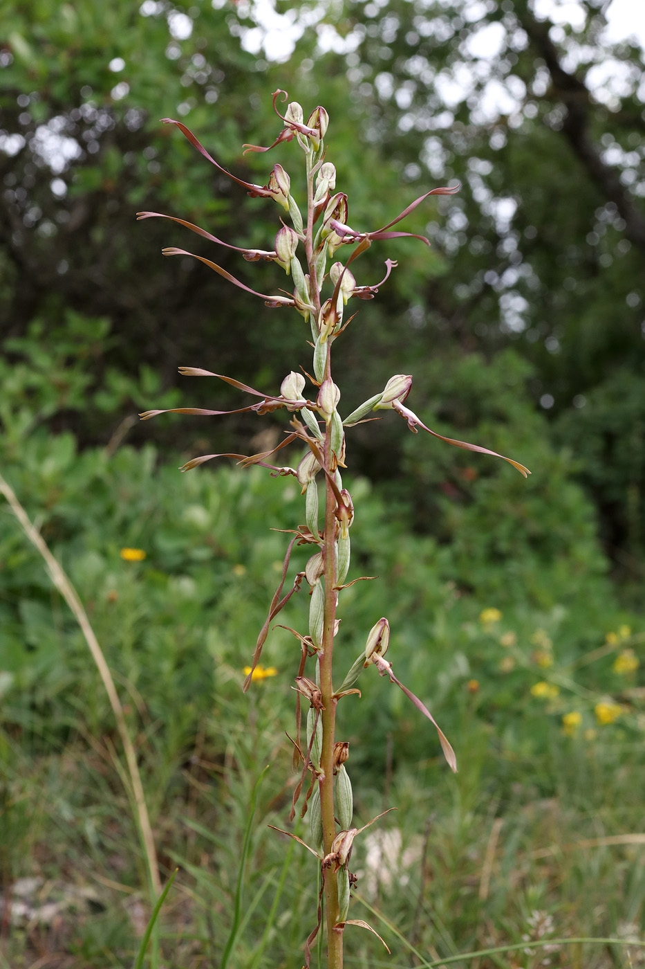 Image of Himantoglossum caprinum specimen.