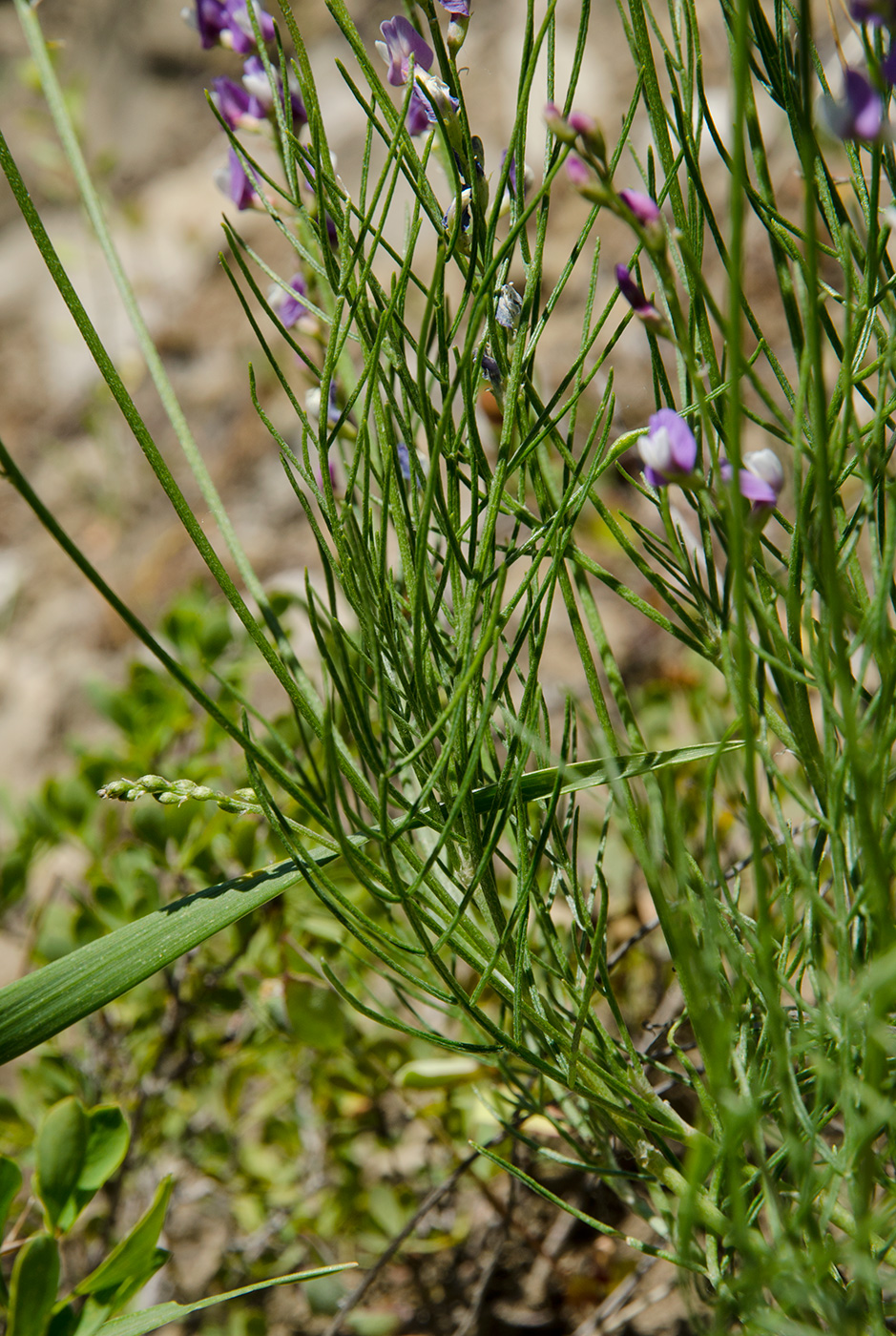 Изображение особи Astragalus tenuifolius.