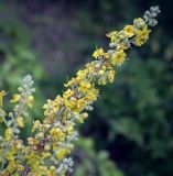 Verbascum lychnitis