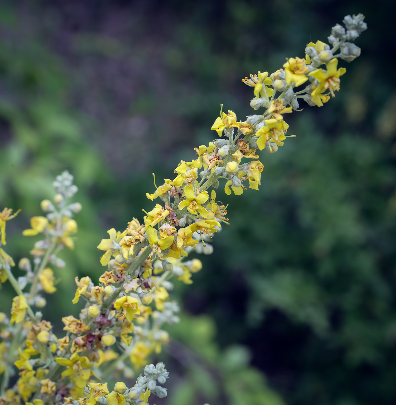 Image of Verbascum lychnitis specimen.