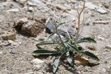 Matthiola integrifolia