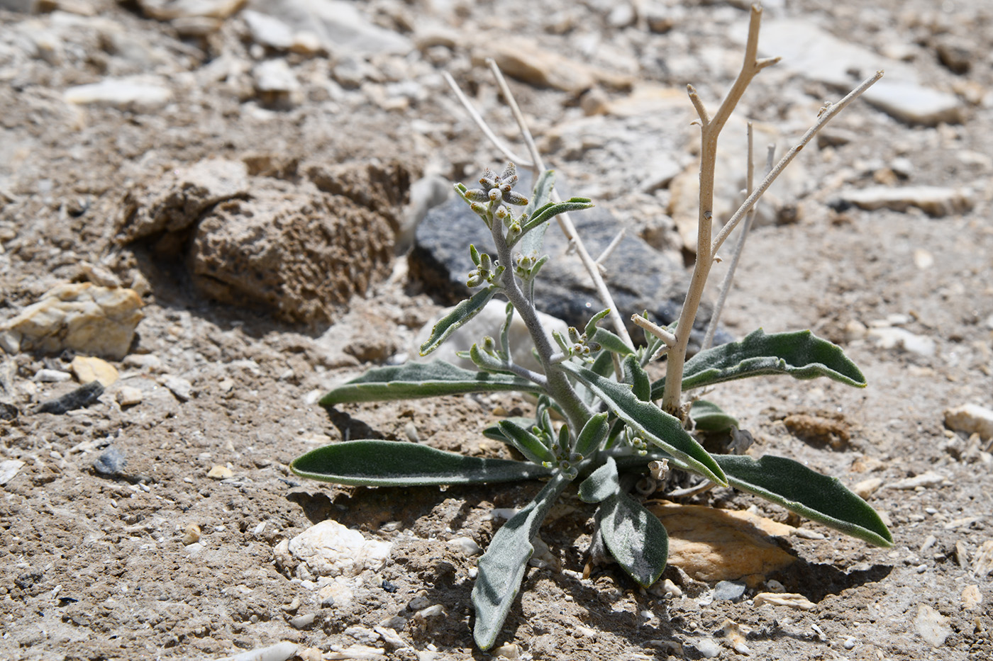 Image of Matthiola integrifolia specimen.