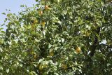 Pyrus communis. Часть кроны с плодами. Узбекистан, Ташкентская обл., Бостанлыкский р-н, кишлак Яккатут, в культуре. 24.08.2025.