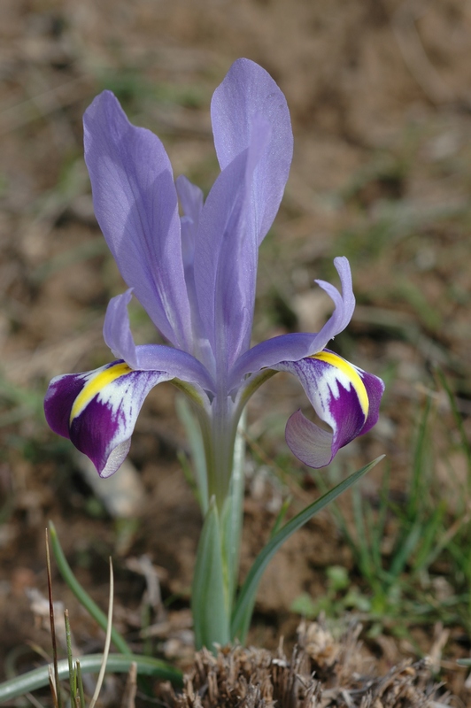 Изображение особи Iridodictyum kolpakowskianum.