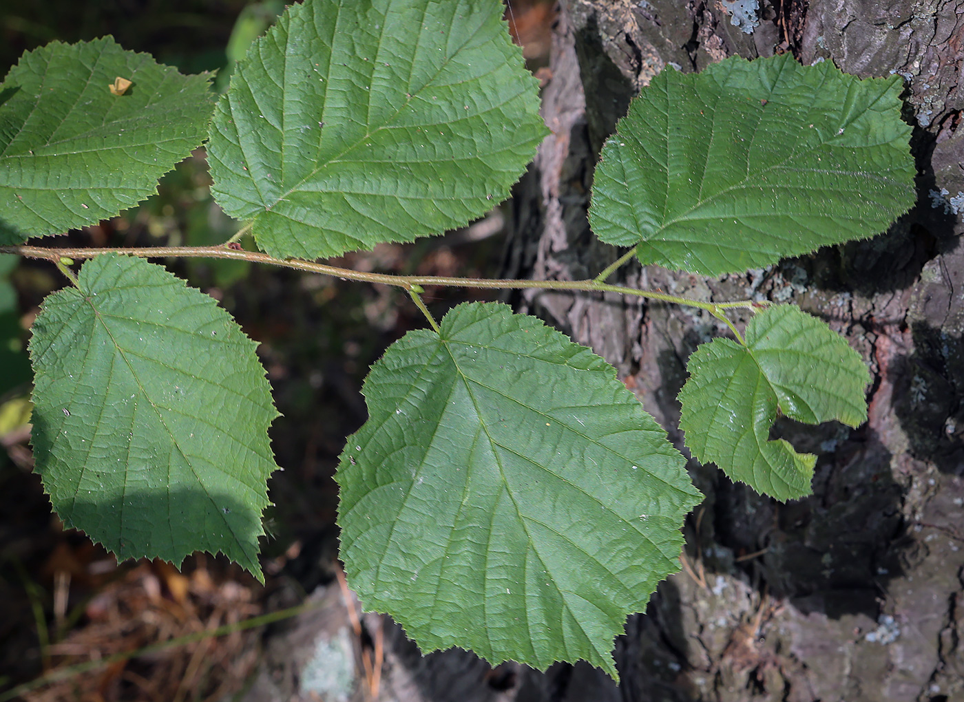 Изображение особи Corylus avellana.