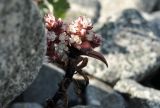 Orostachys maximowiczii