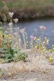 род Allium