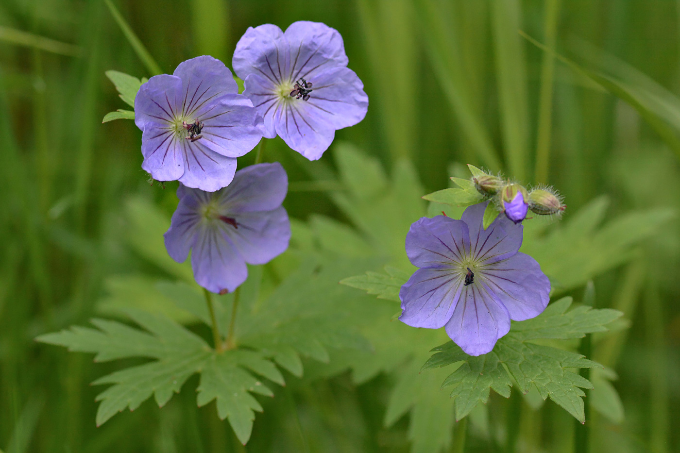 Image of Geranium erianthum specimen.