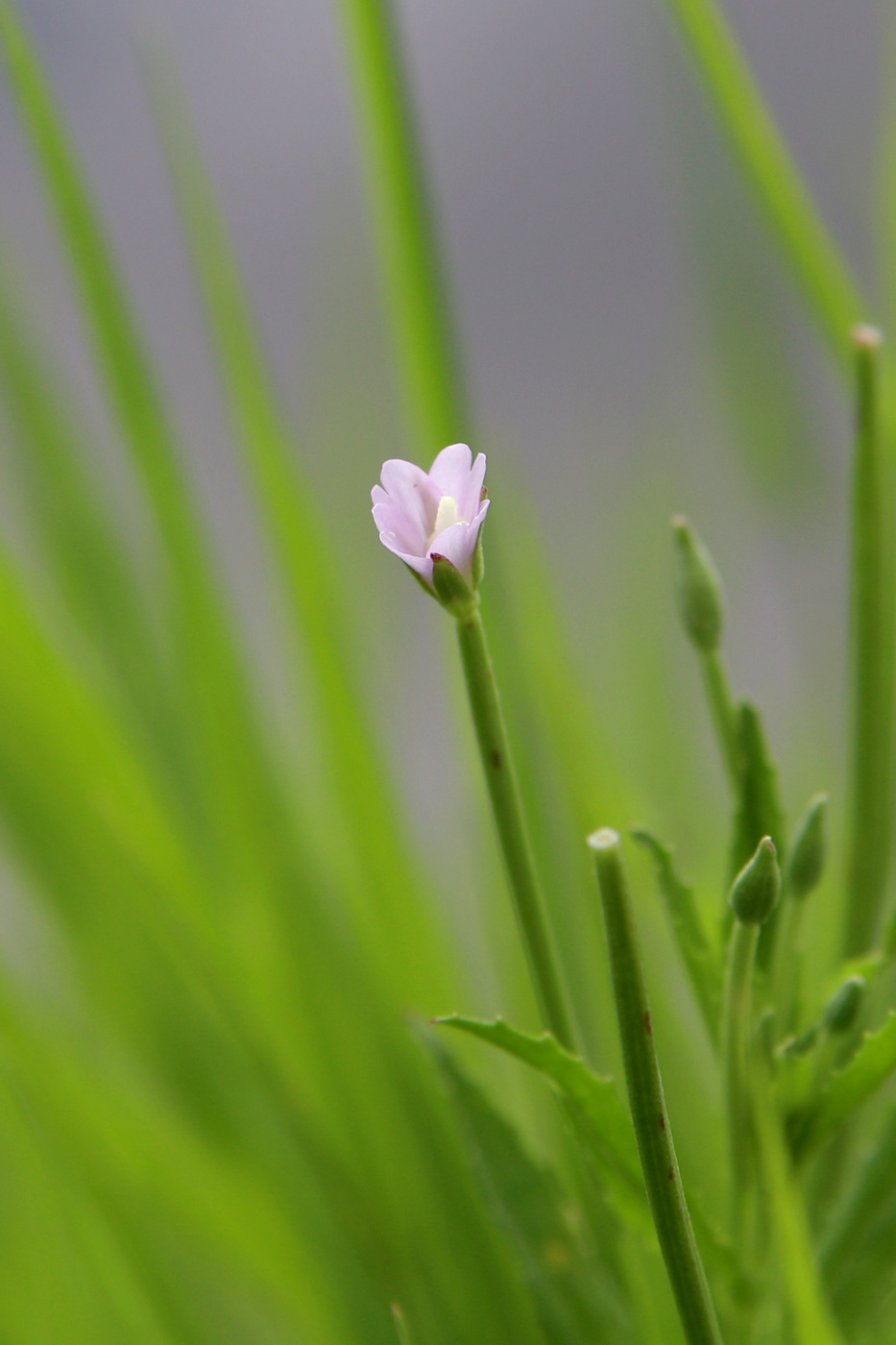 Изображение особи Epilobium adenocaulon.