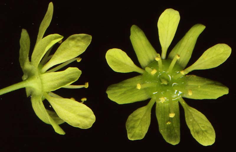 Изображение особи Acer platanoides.