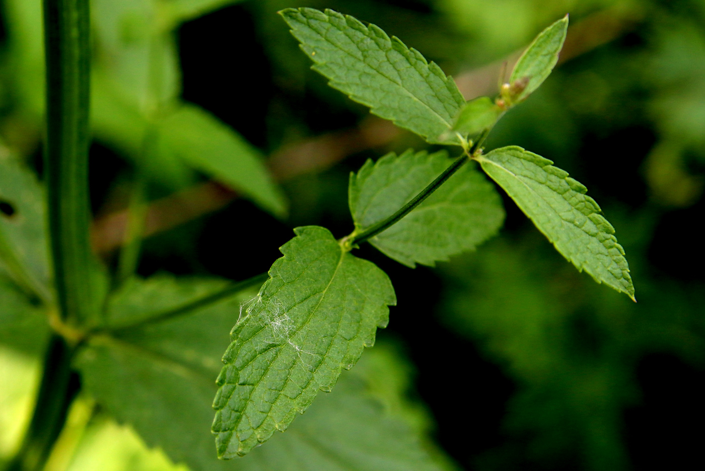 Image of Nepeta nuda specimen.