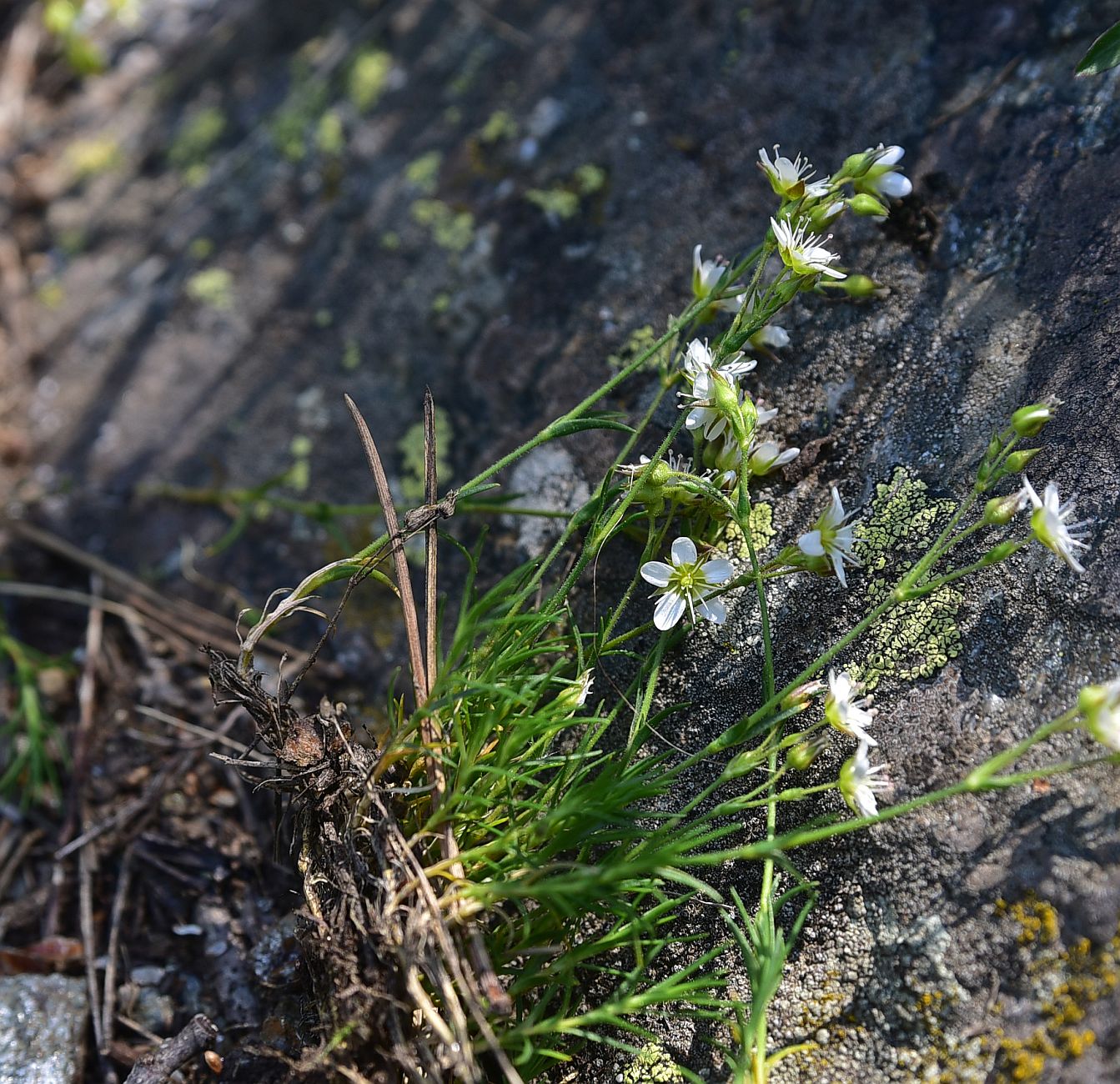 Image of Minuartia oreina specimen.