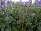 Erodium ciconium. Верхушки побегов с плодами. Крым, западная окраина г. Судак, рядом с турбазой Икар, обочина дороги. 22.04.2025.