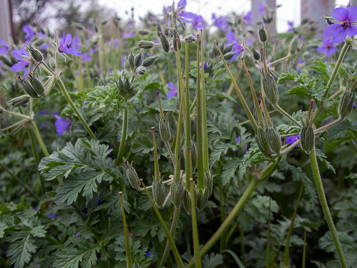 Image of Erodium ciconium specimen.