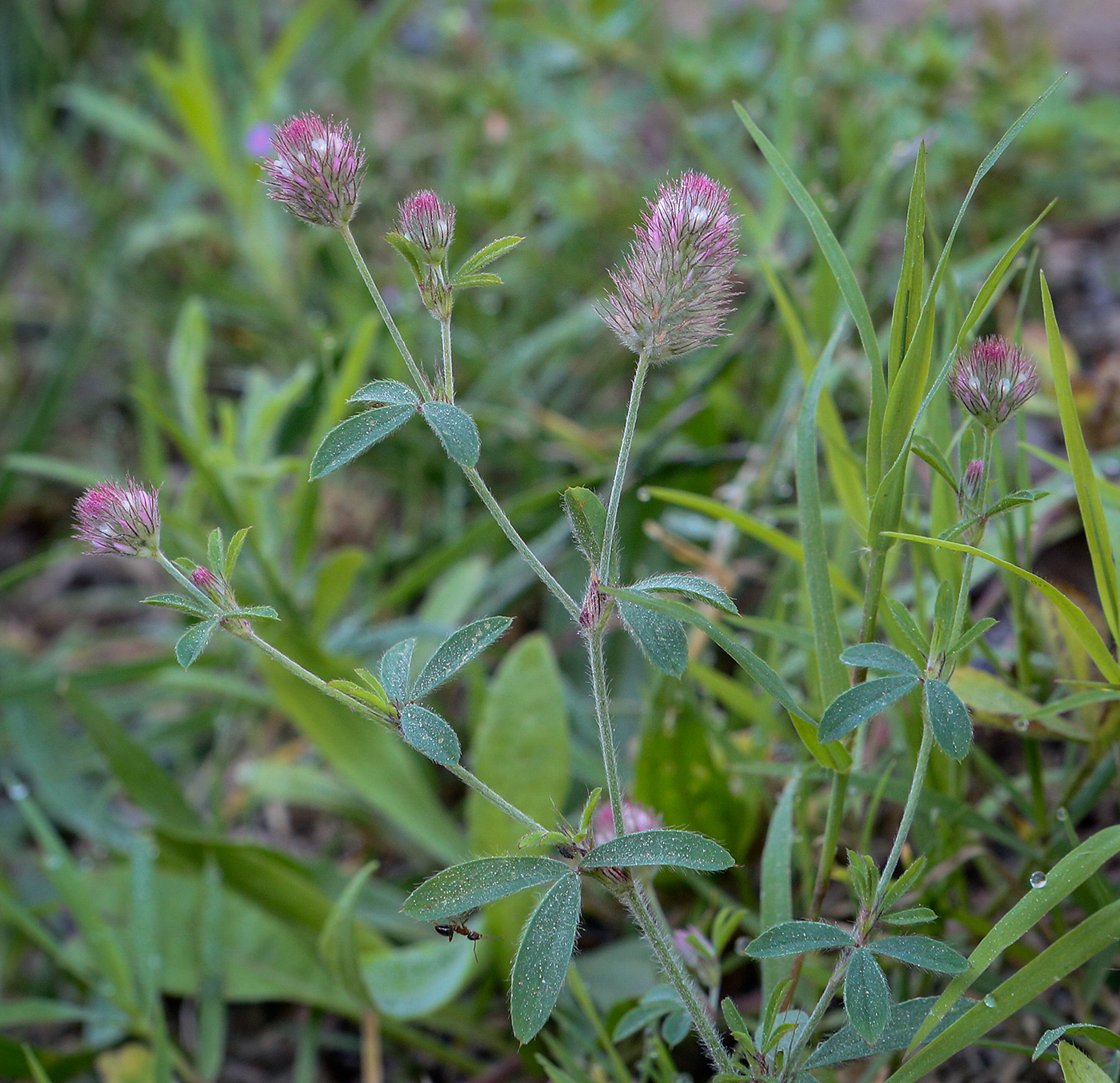 Изображение особи Trifolium arvense.