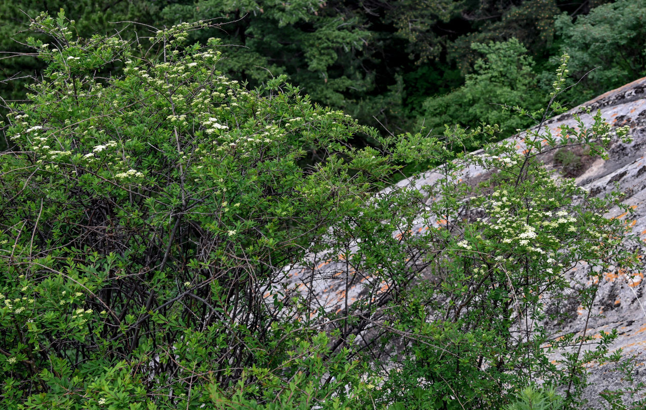 Image of Spiraea myrtilloides specimen.