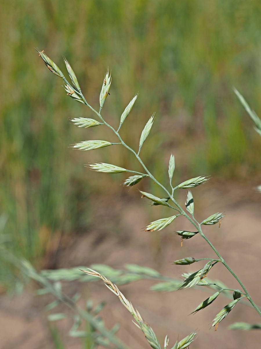 Изображение особи Festuca polesica.