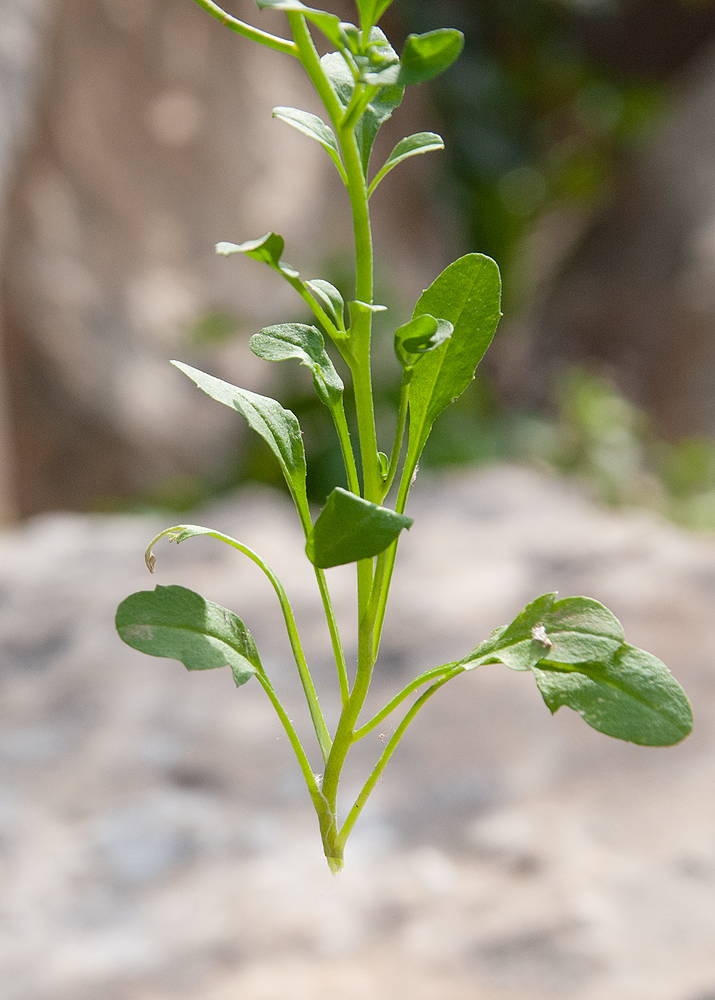 Image of Malcolmia chia specimen.