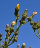 Sonchus palustris. Расцветающие и отцветшие соцветия-корзинки. Калининградская обл., г. Балтийск, Балтийская коса, пос. Коса, заброшенная аэрогавань \"Нойтиф\". 29.07.2025.