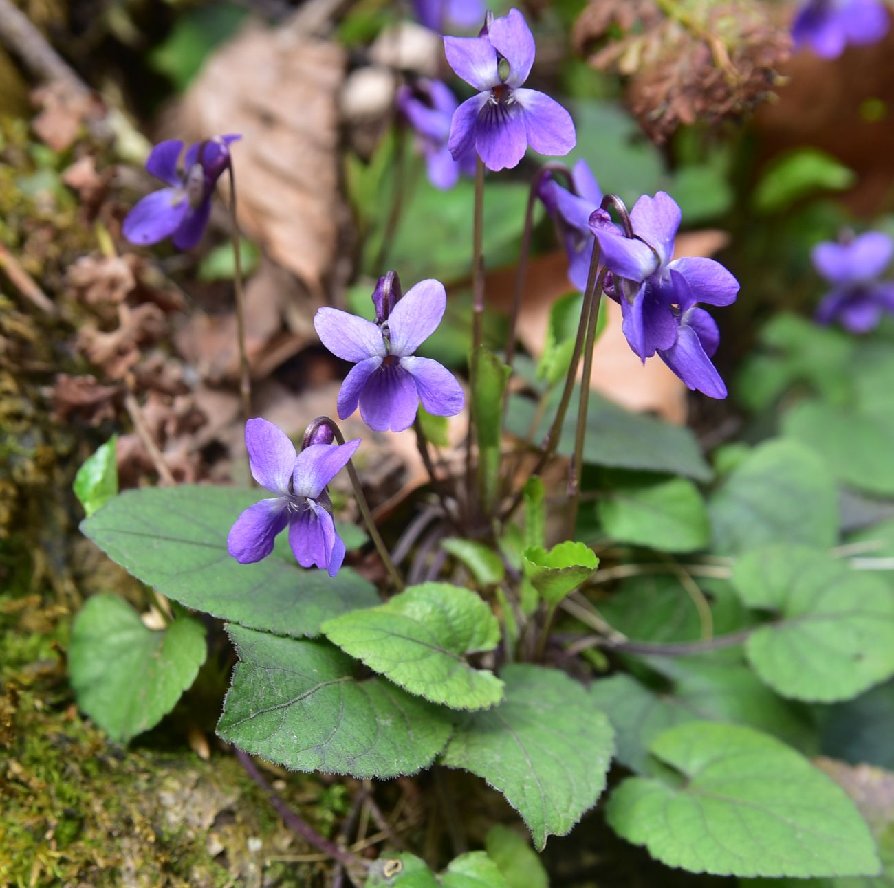 Изображение особи род Viola.