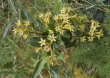 Cestrum parqui. Верхушка ветви с соцветиями. Испания, Каталония, пров. Жирона, комарка Баш Эмпорда, муниципалитет Калонже, незастроенный участок. 01.05.2026.