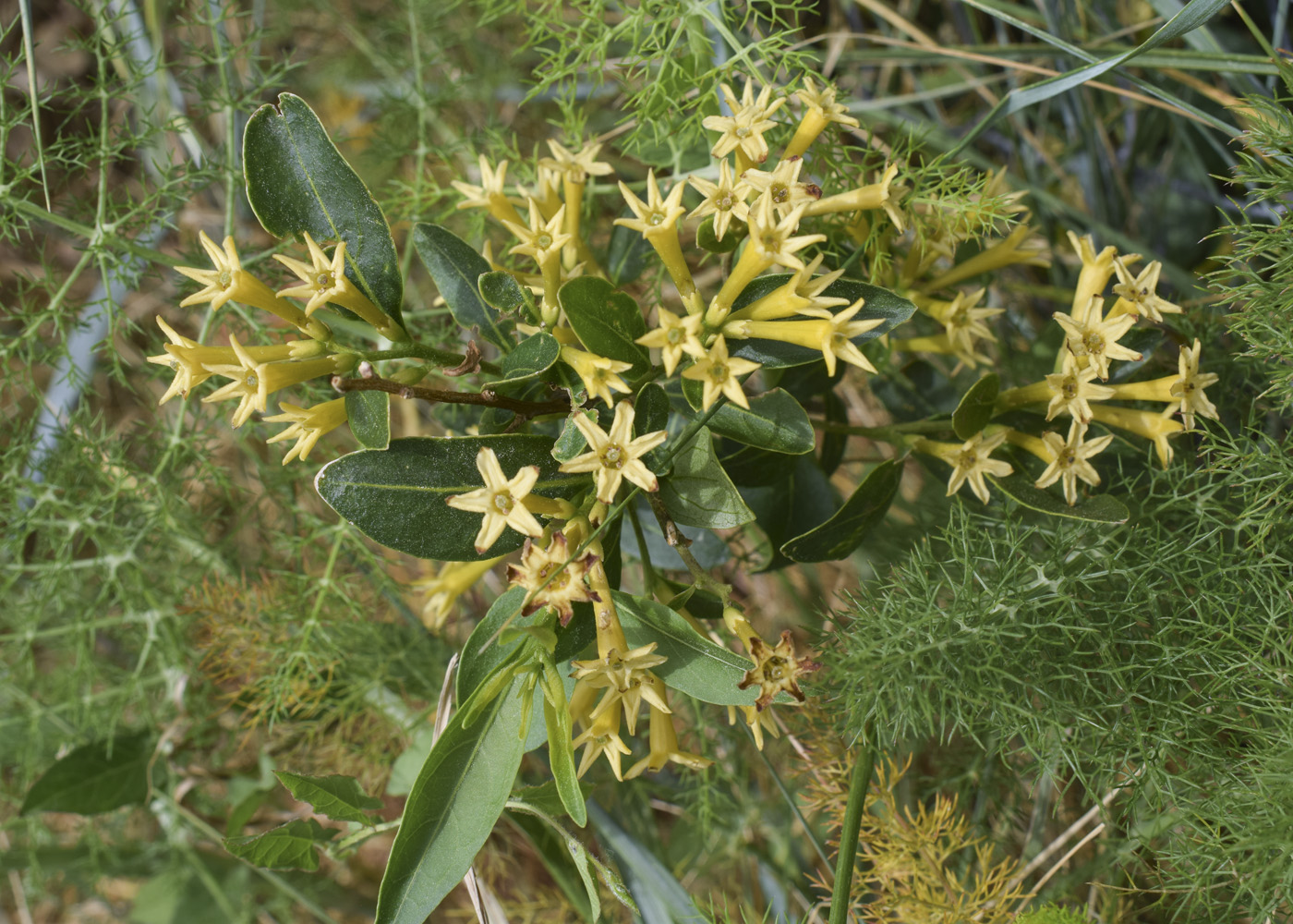 Image of Cestrum parqui specimen.