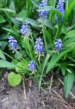 Muscari armeniacum