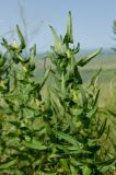 Hieracium virosum