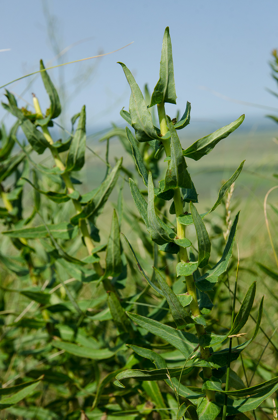 Image of Hieracium virosum specimen.